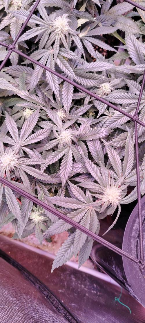 Papaya Zoap FAST. Week 6