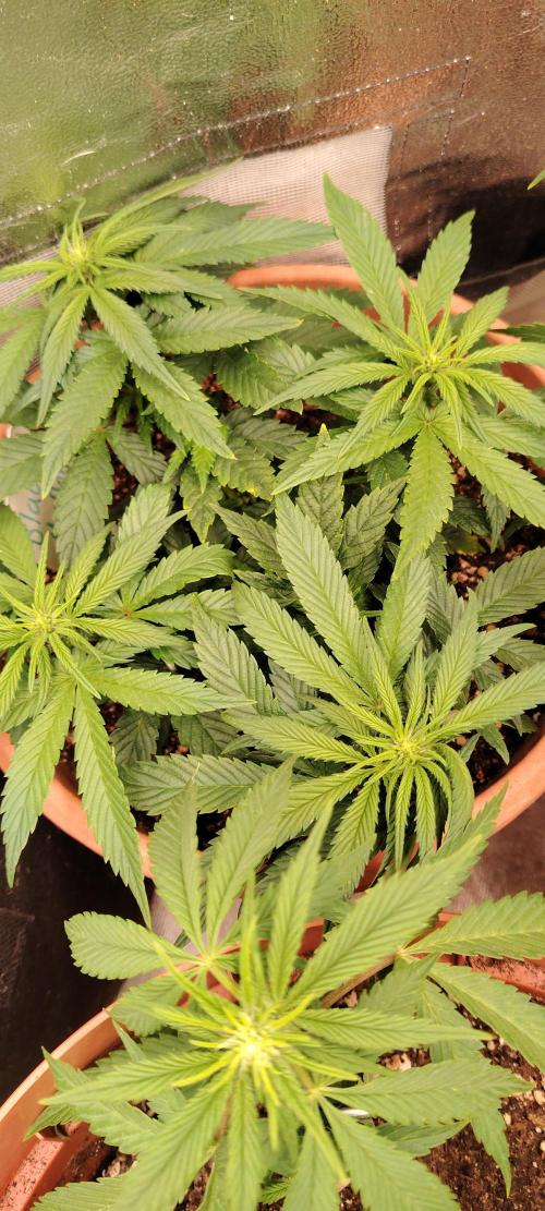 Black Muffin Fast. Week 6