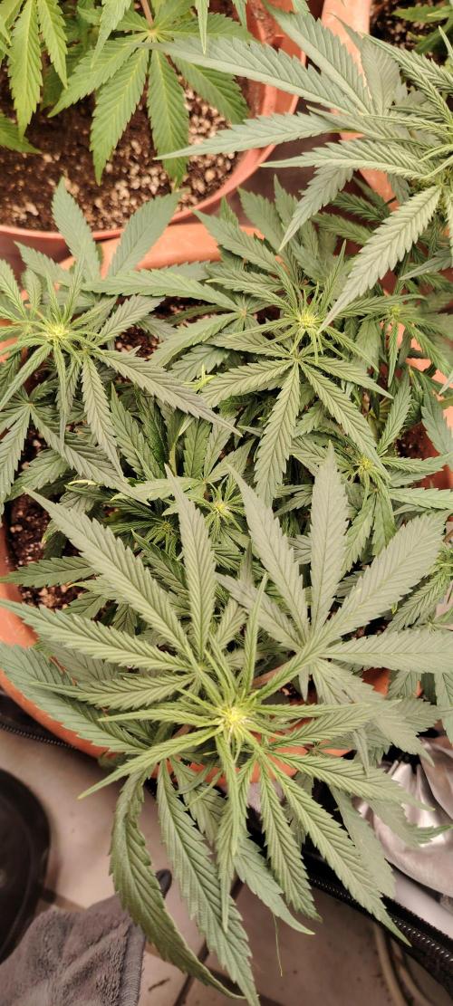 Black Muffin Fast. Week 6