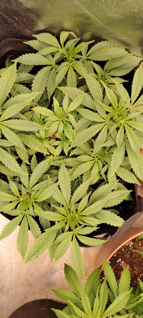 Super Strains Seeds. Week 7
