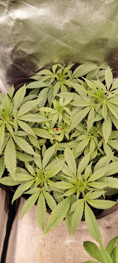 Super Strains Seeds. Week 7