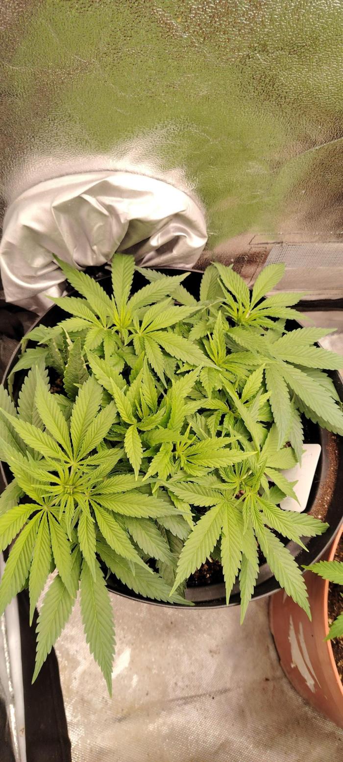BLUE DREAM *_*. Week 5