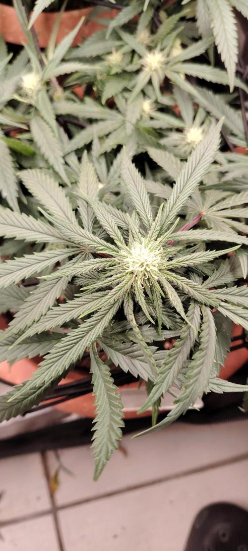 Black Muffin Fast. Week 7