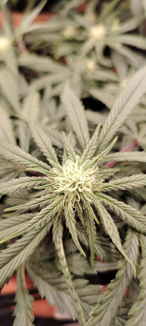 Black Muffin Fast. Week 7