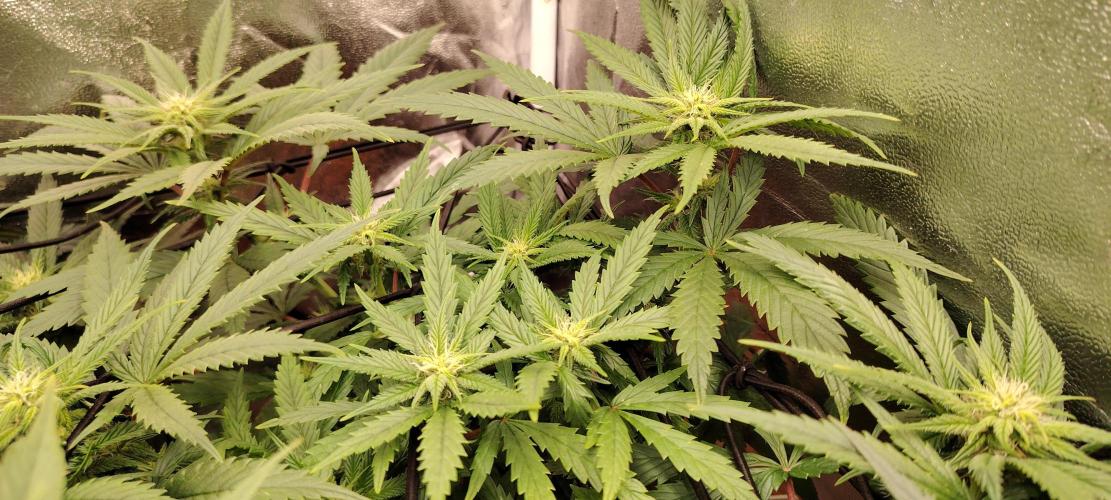 Black Muffin Fast. Week 7
