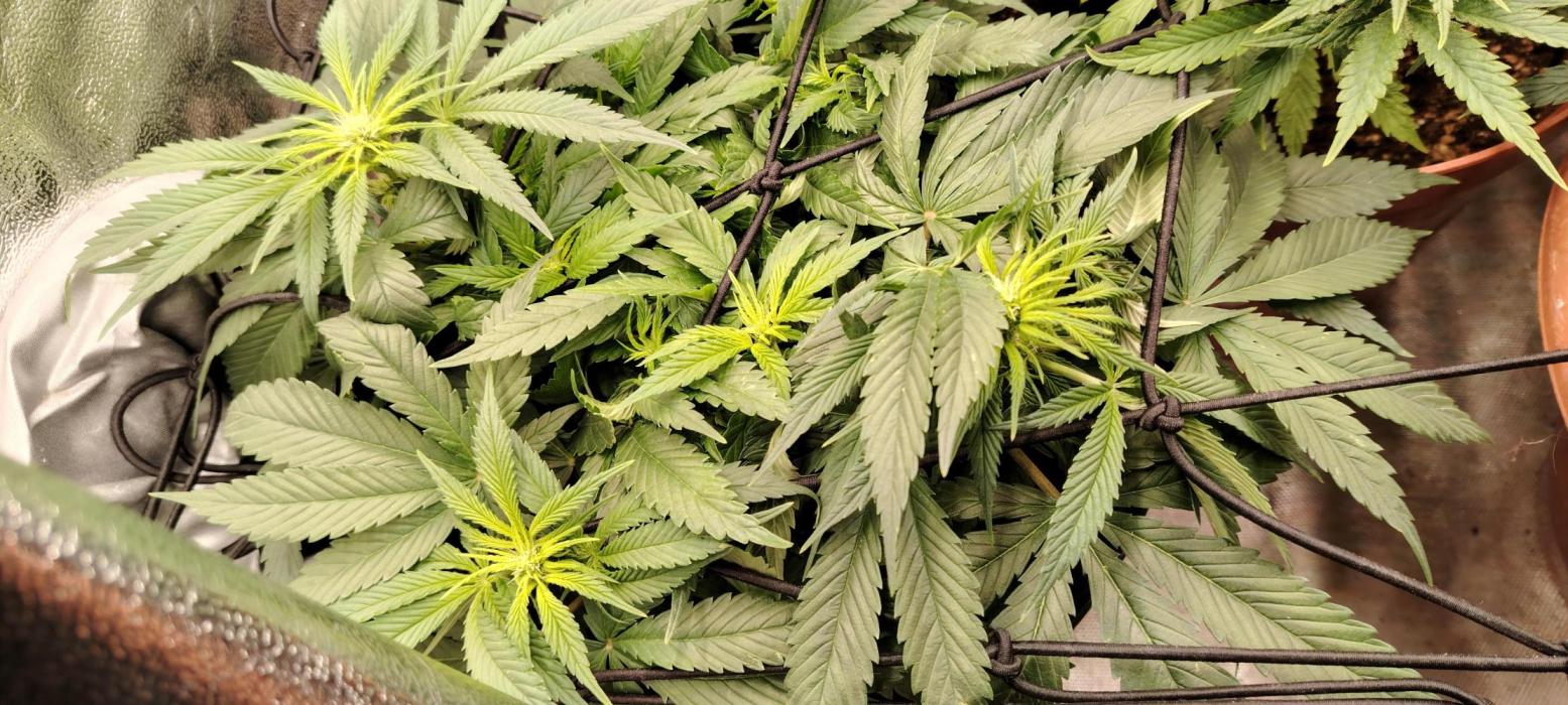 BLUE DREAM *_*. Week 6