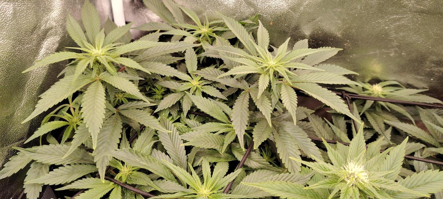Super Strains Seeds. Week 8