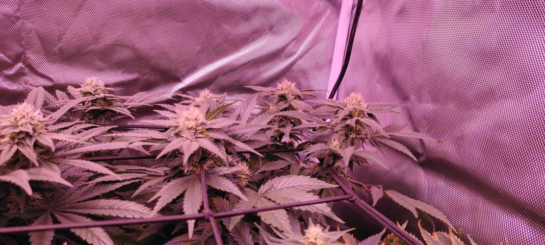Papaya Zoap FAST. Week 7