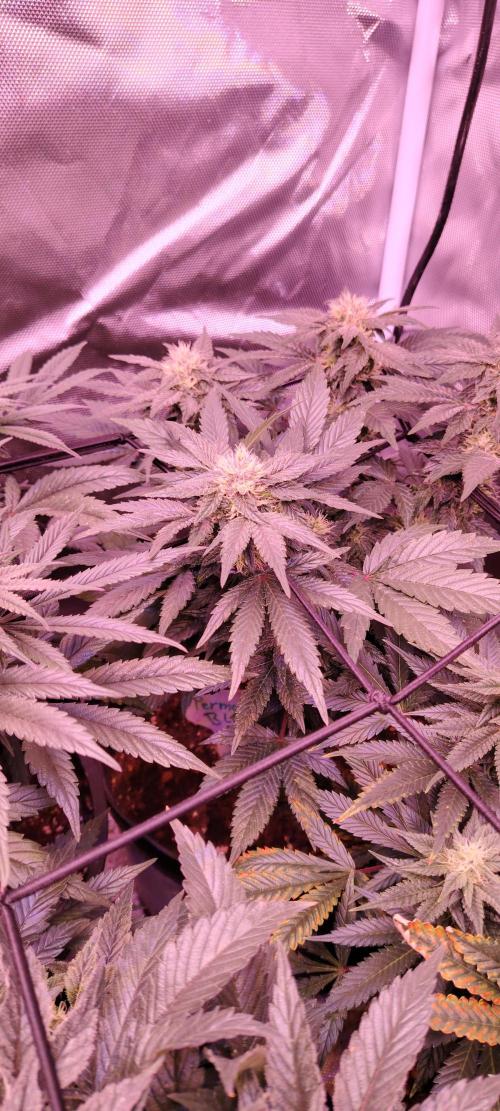 Papaya Zoap FAST. Week 7