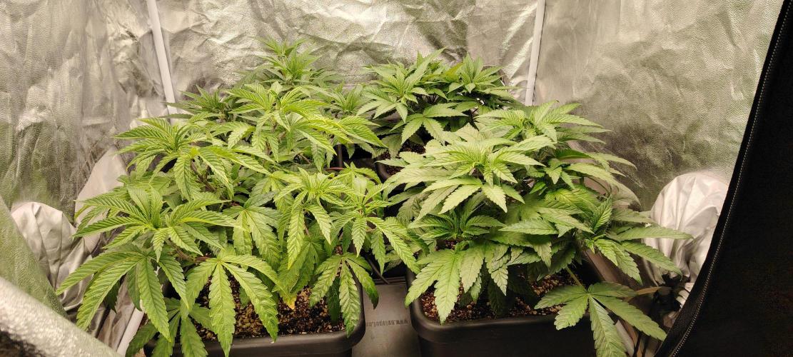 The sweet candy one. Week 3