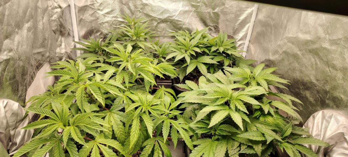 The sweet candy one. Week 3