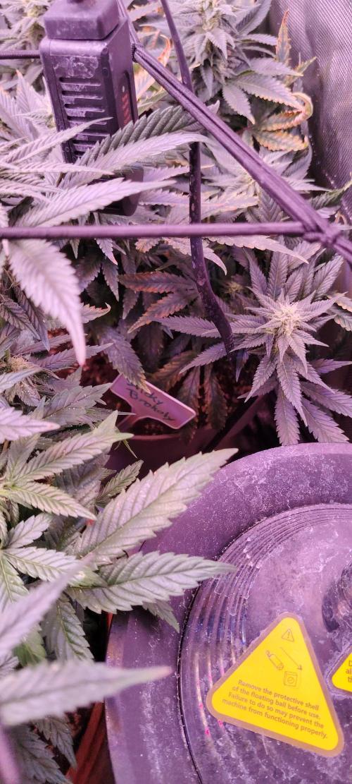 Eternity Grow Cup 2026 Sticky Broccoli. Week 10