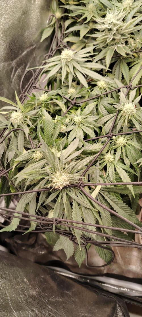BLUE DREAM *_*. Week 7