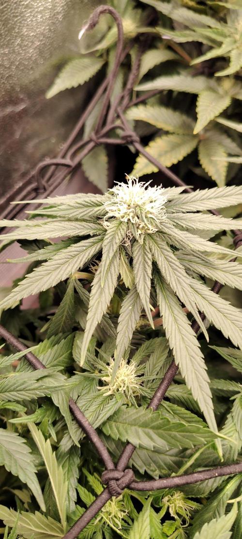 Blue Dream. Week 7
