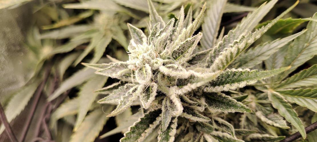 Black Muffin Fast. Week 8