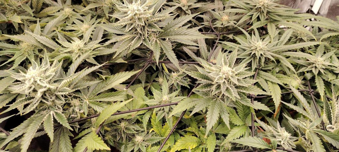 Black Muffin Fast. Week 8