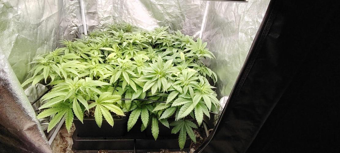 The sweet candy one. Week 4