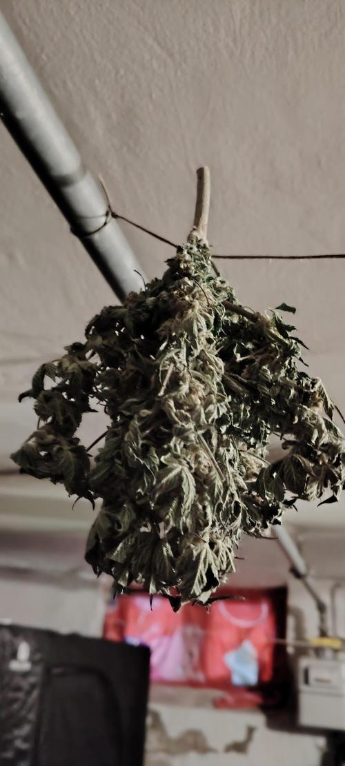 Papaya Zoap F1 Fast Version. Week 8
