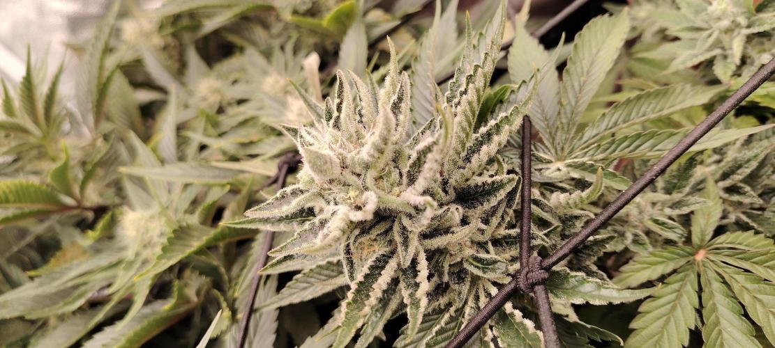 Black Muffin Fast. Week 9