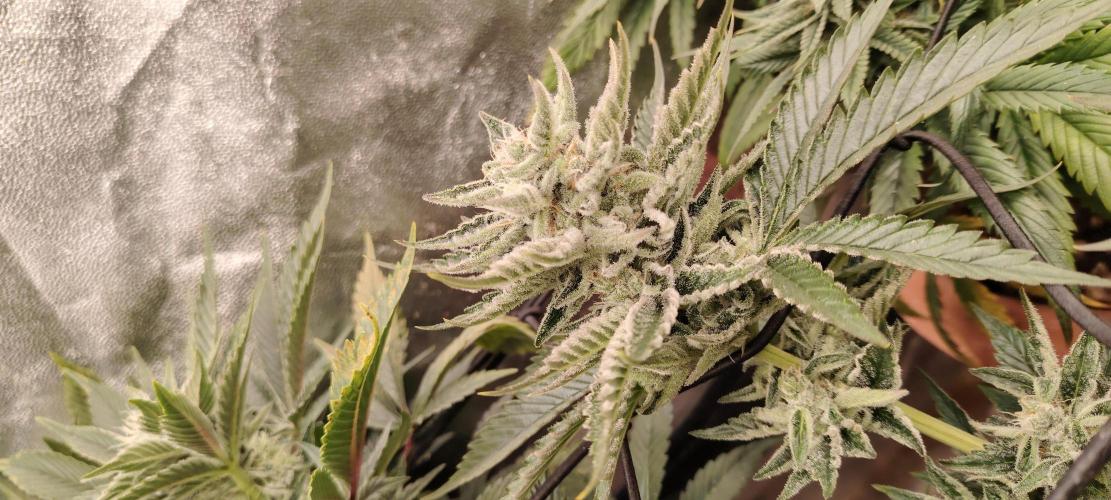 Black Muffin Fast. Week 9