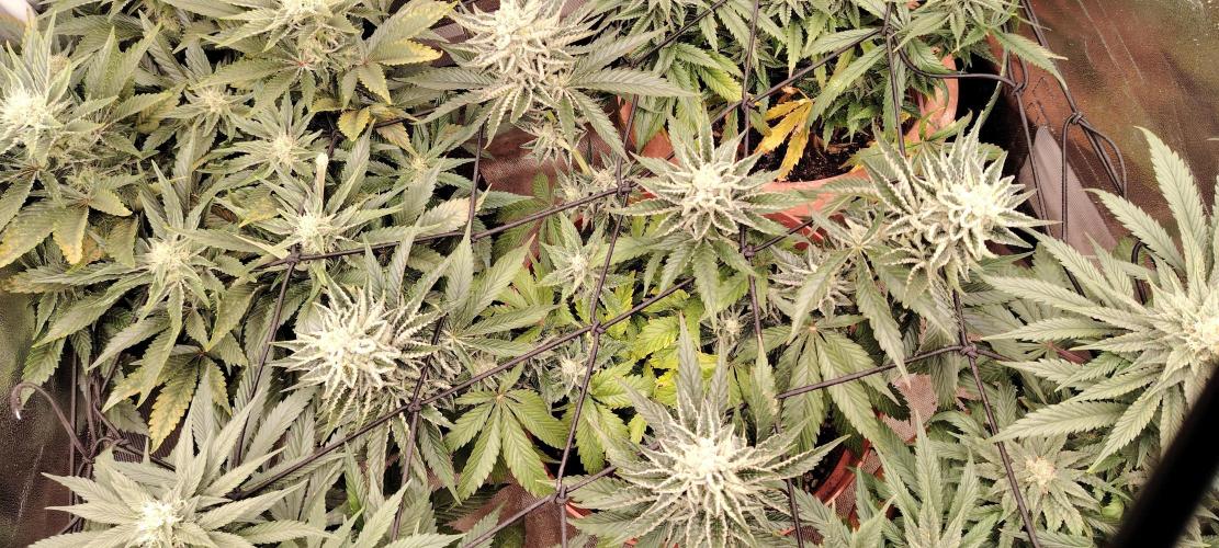 Black Muffin Fast. Week 9