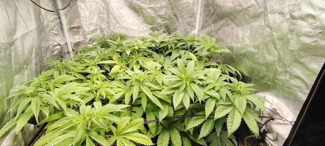 The sweet candy one. Week 5