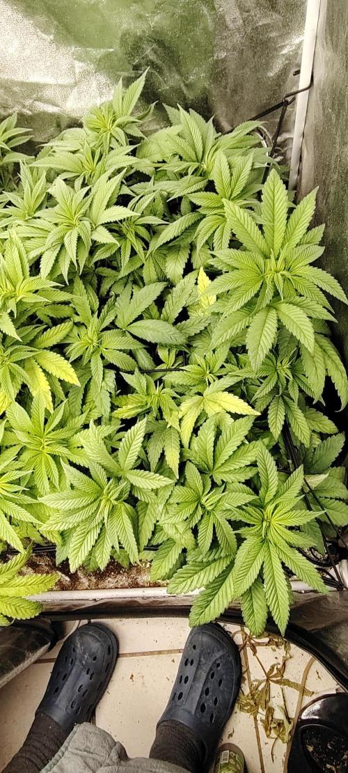 The sweet candy one. Week 5