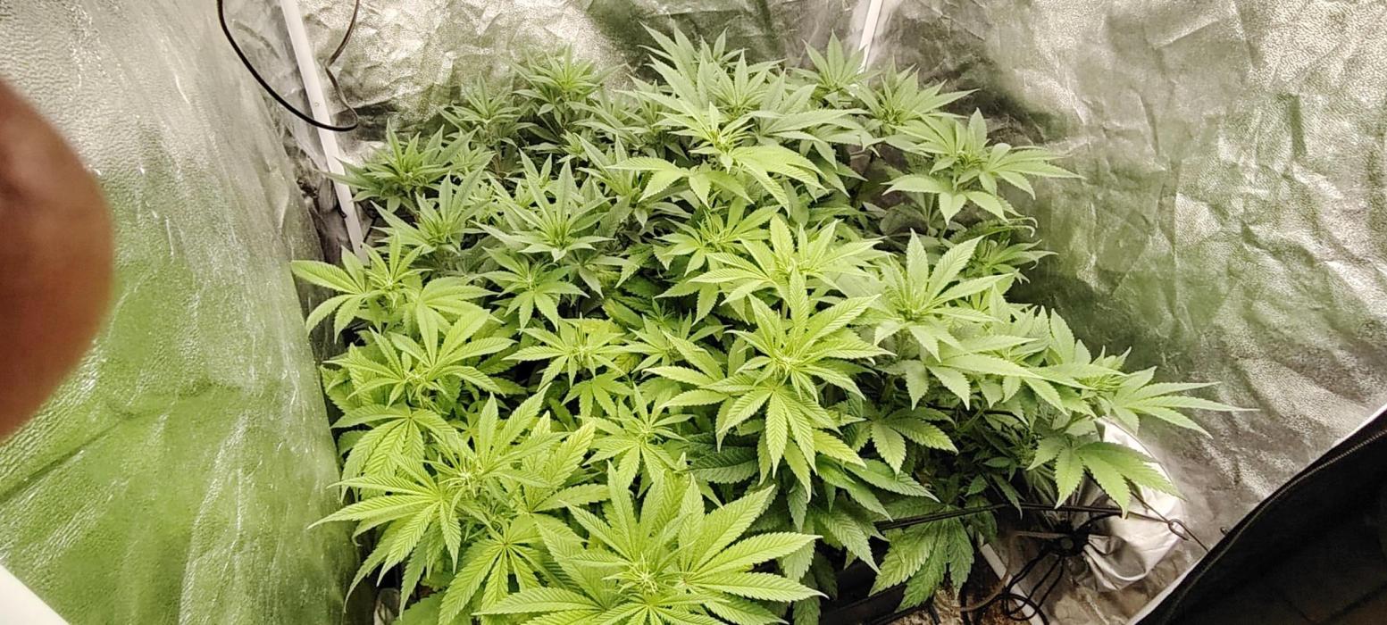 The sweet candy one. Week 6