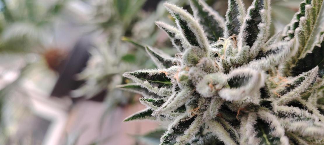 Black Muffin Fast. Week 10