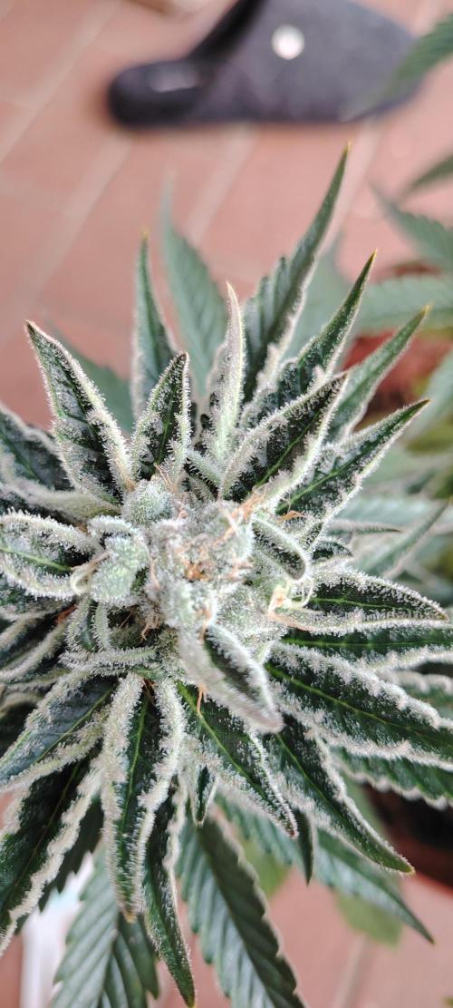 Black Muffin Fast. Week 10