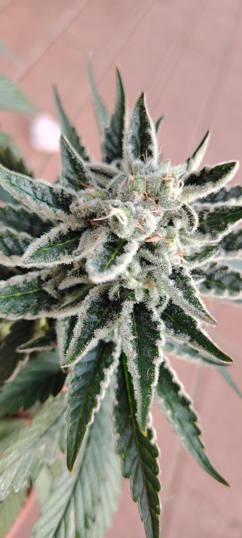 Black Muffin Fast. Week 10