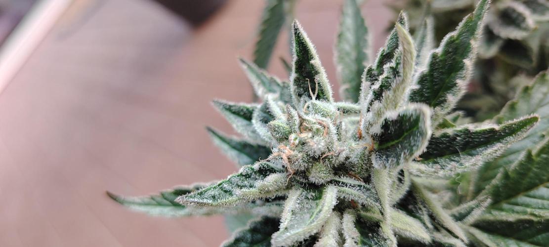 Black Muffin Fast. Week 10