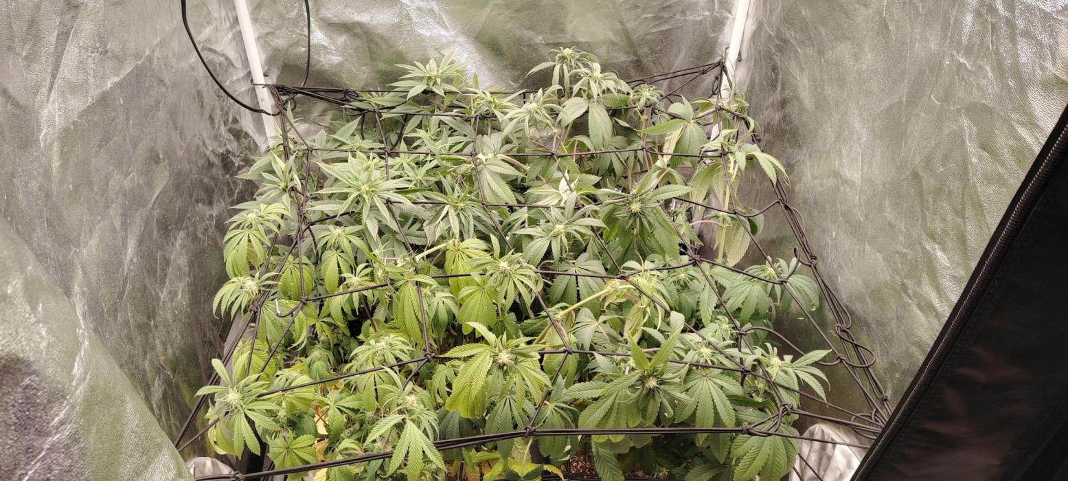 The sweet candy one. Week 7