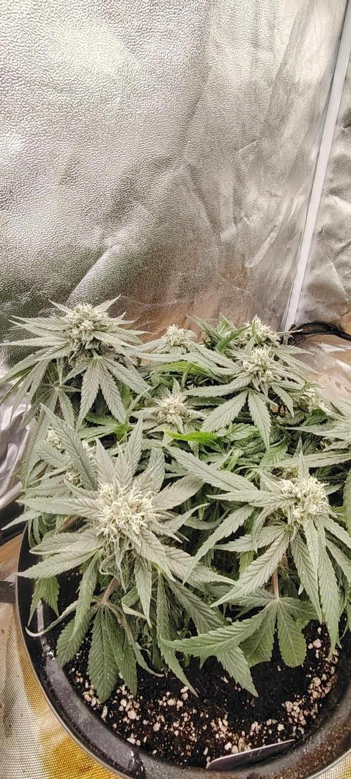 BLUE DREAM *_*. Week 8