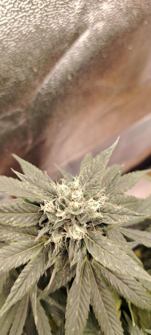BLUE DREAM *_*. Week 8