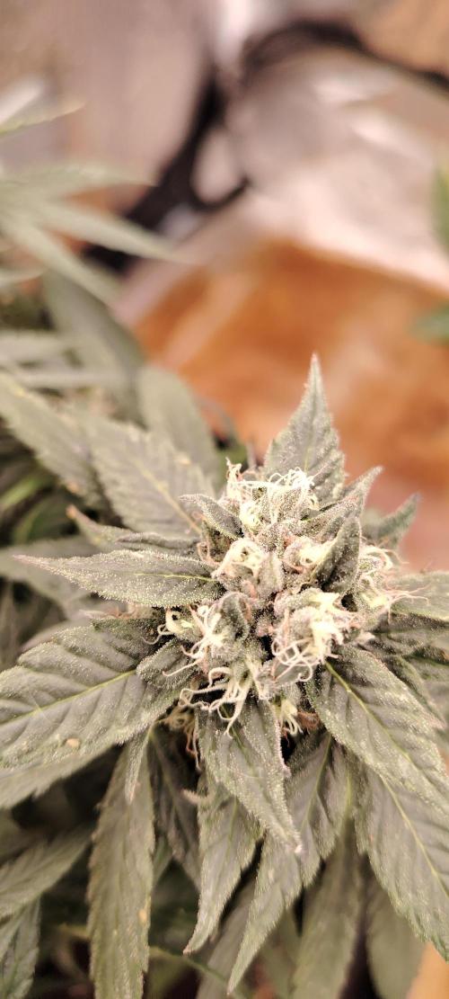 BLUE DREAM *_*. Week 8