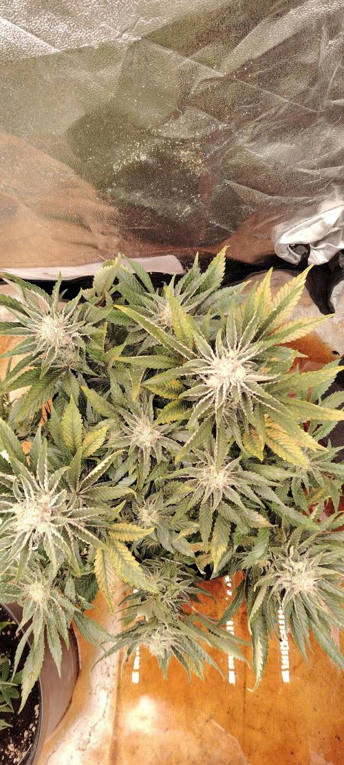 Super Strains Seeds. Week 10