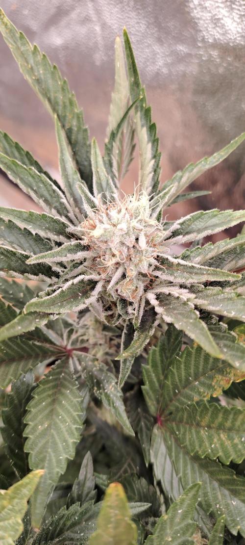 Super Strains Seeds. Week 10