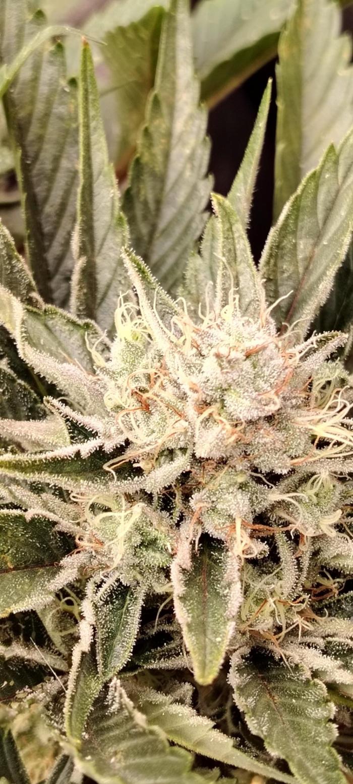 Eternity Grow Cup 2026 Sticky Broccoli. Week 12