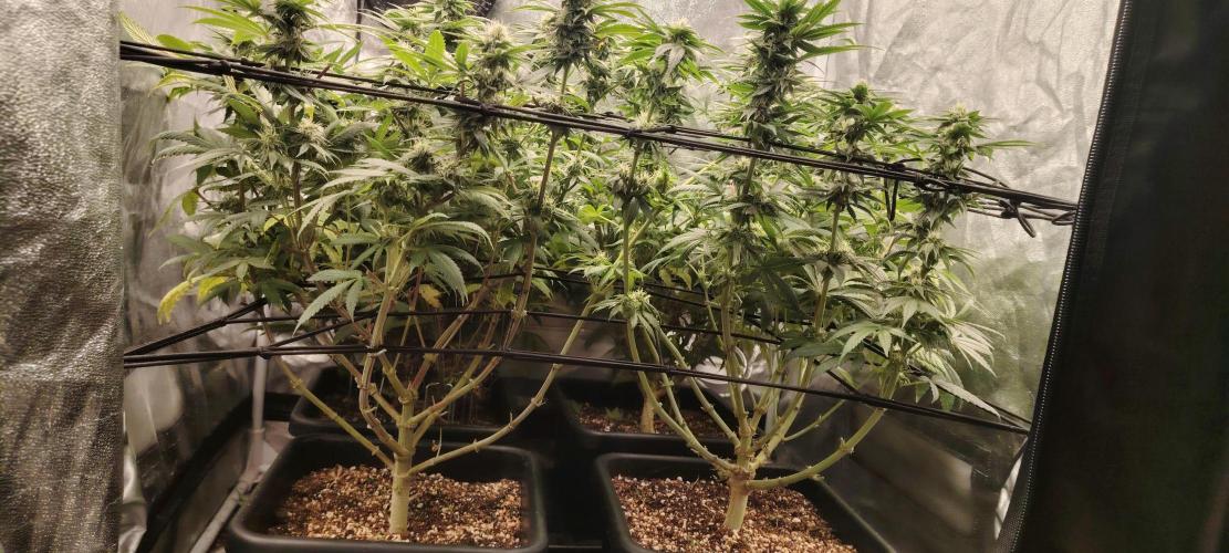The sweet candy one. Week 8
