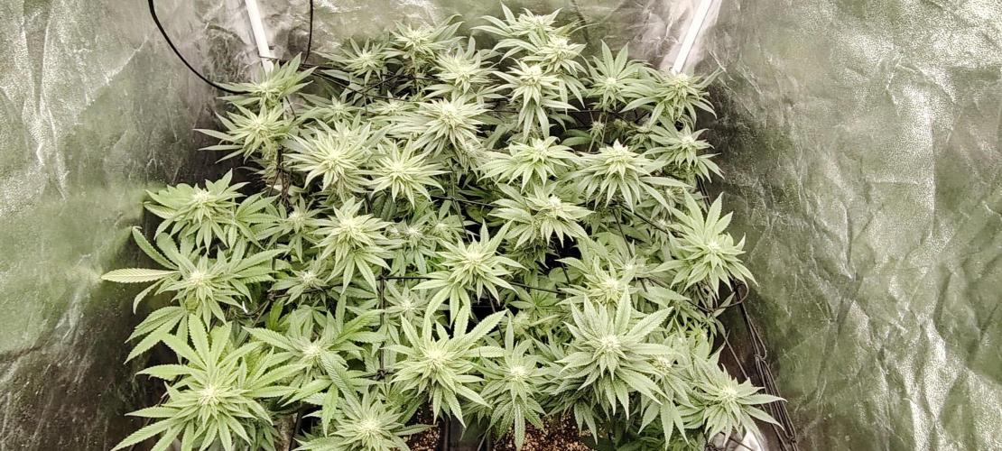 The sweet candy one. Week 8