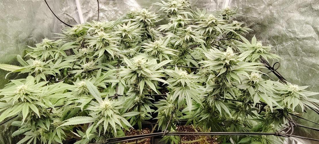The sweet candy one. Week 8