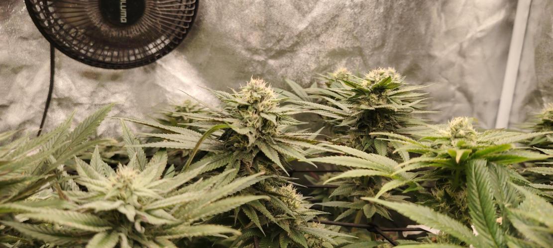 The sweet candy one. Week 9