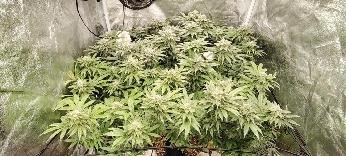 The sweet candy one. Week 10