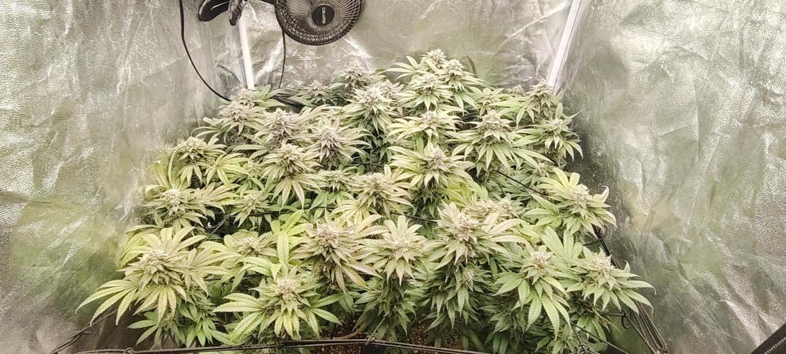 The sweet candy one. Week 11