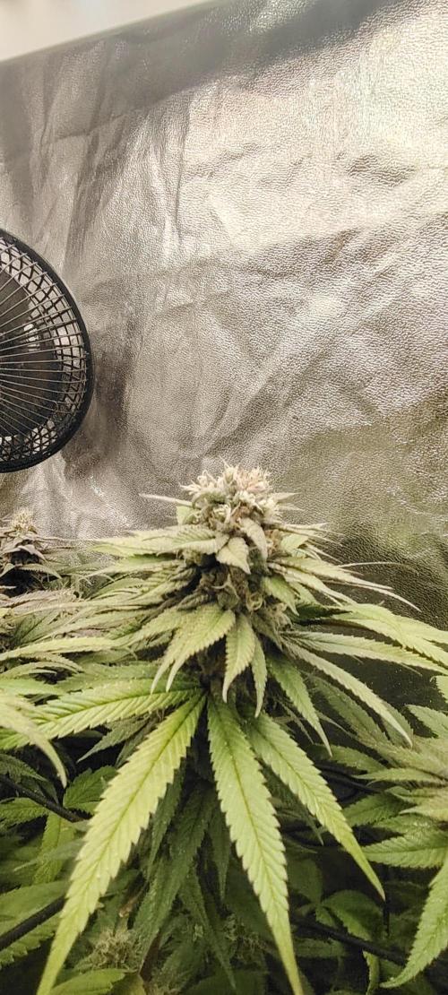 The sweet candy one. Week 11