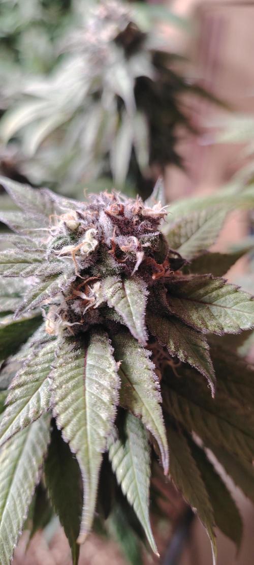 The sweet candy one. Week 12