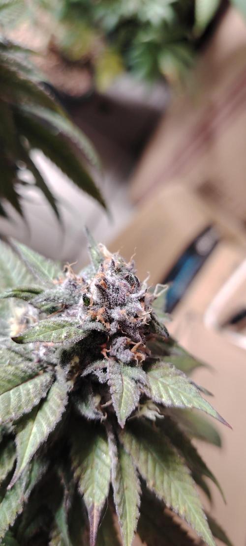 The sweet candy one. Week 12