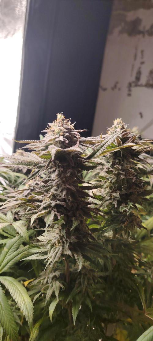 The sweet candy one. Week 12