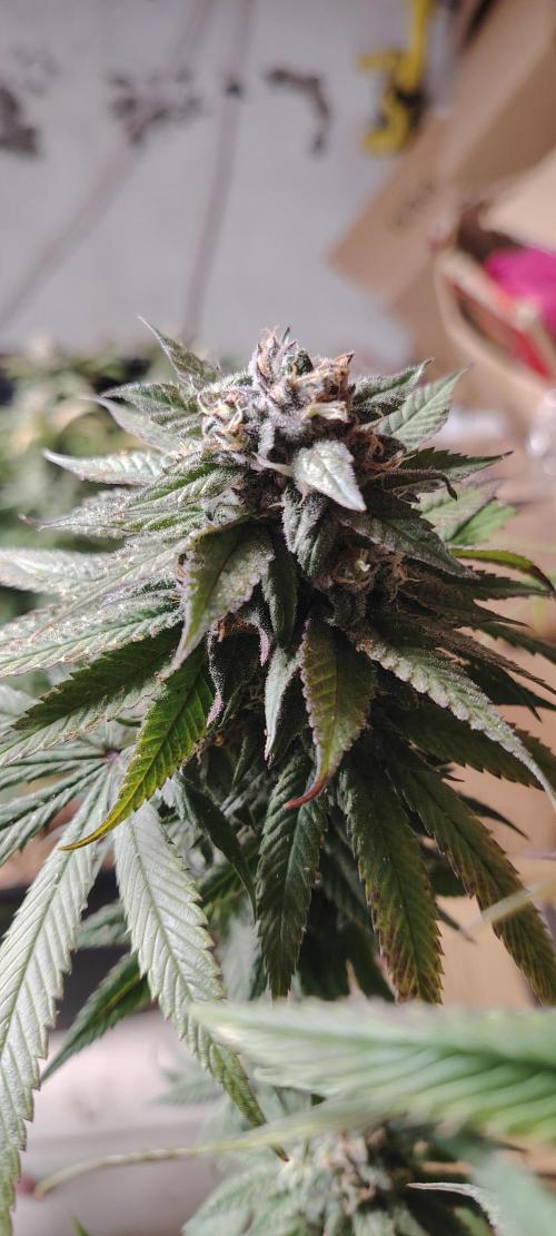 The sweet candy one. Week 12